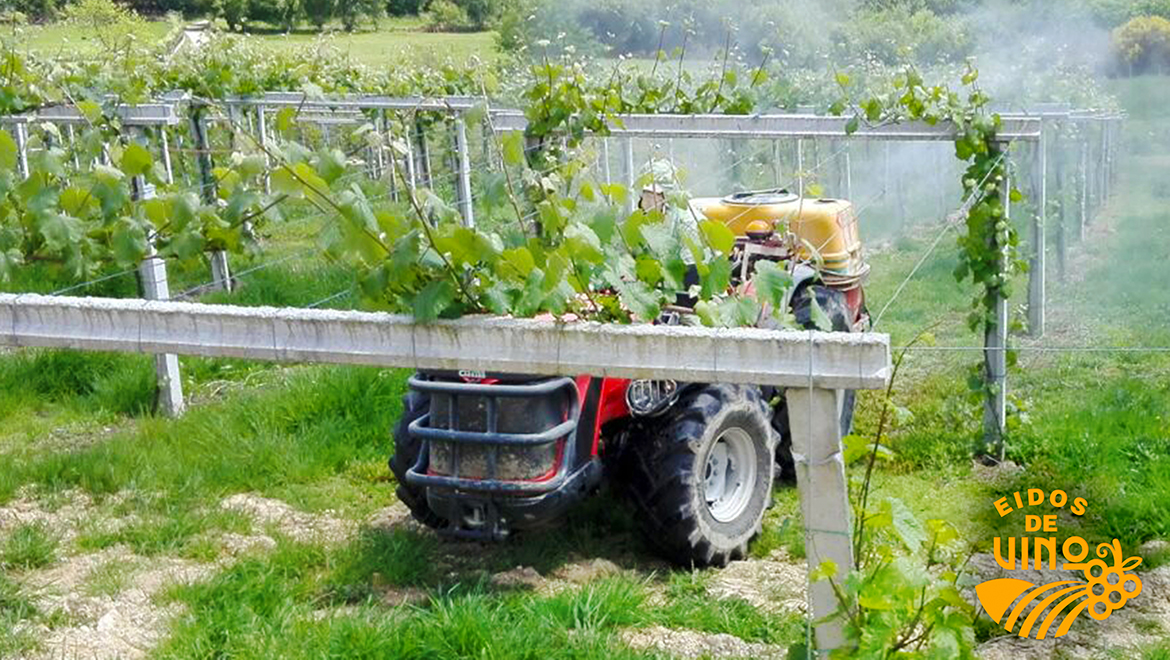 vinedo-de-uva-albarina-de-eidos-de-vino
