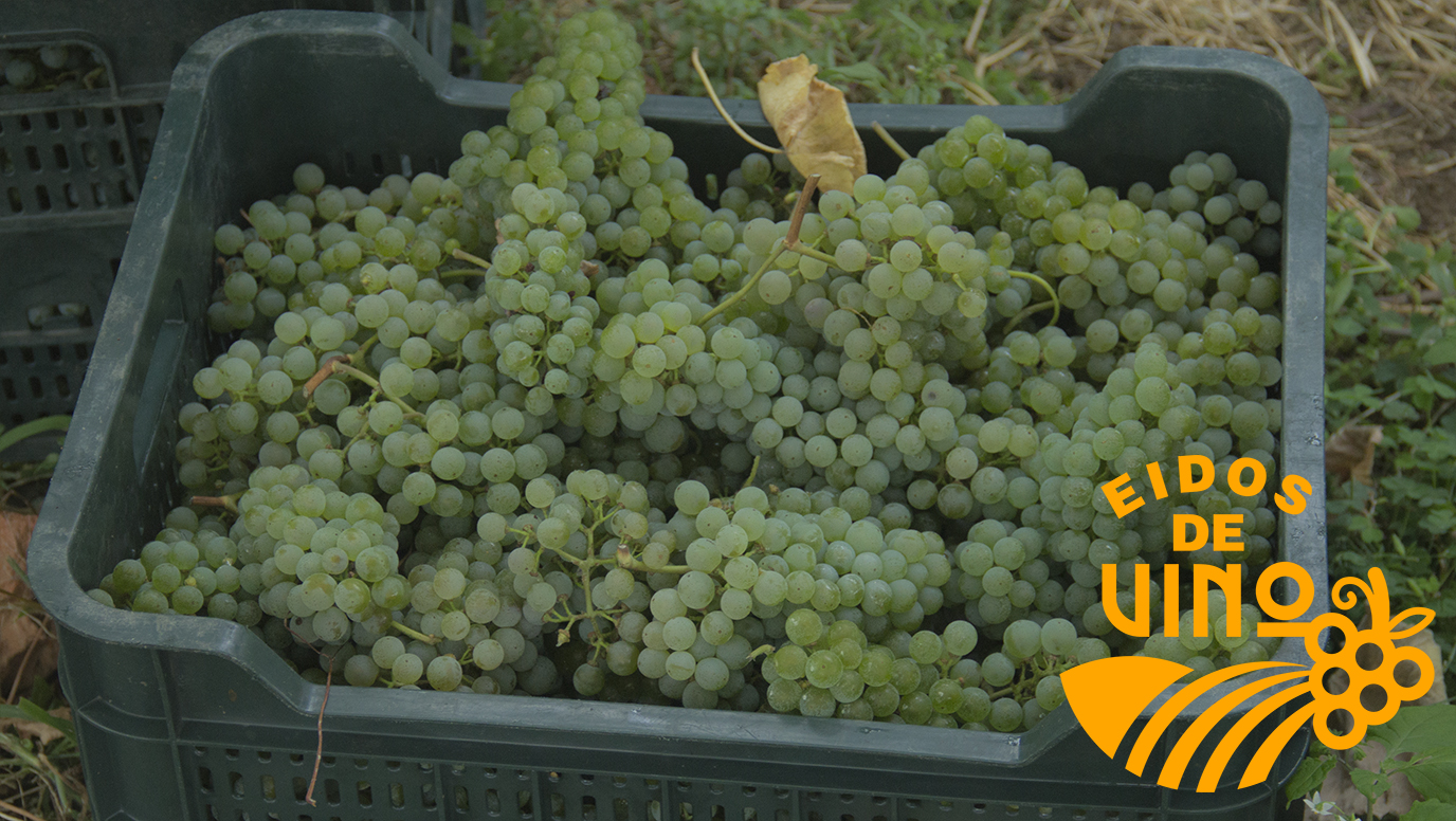 caja-de-uvas-albarino-eidos-de-vino